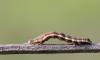 Acontia trabealis